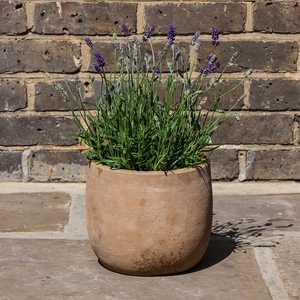 Lavender 'Angustifolia' Standard (Pot Size 14cm) - English Lavender - image 3