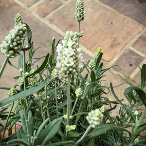 Lavender ‘Ardeche White’ (Pot Size 13cm) Hidcote White Lavender - image 1