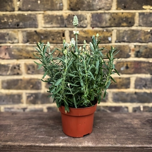 Lavender ‘Ardeche White’ (Pot Size 13cm) Hidcote White Lavender - image 2