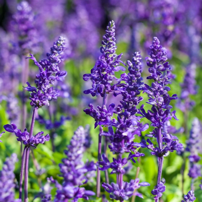 Lavender 'Aromatico Evolution' (Pot Size 2L) Lavender 'Aromatico Evolution' - image 1