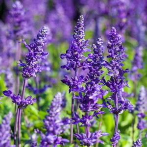 Lavender 'Aromatico Evolution' (Pot Size 2L) Lavender 'Aromatico Evolution' - image 1
