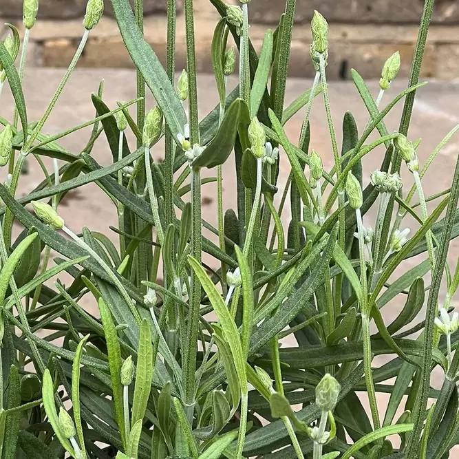 Lavender 'BeeZee' (Pot Size 2L) - White Lavender - image 2