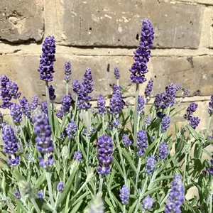 Lavender 'Essence Purple' (Pot Size 12cm) Purple Lavender