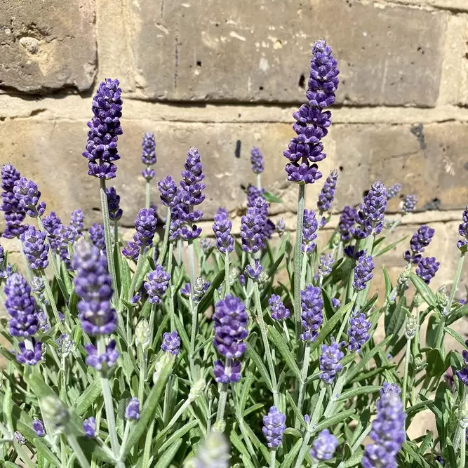 Lavender 'Essence Purple' (Pot Size 23cm) Purple Lavender