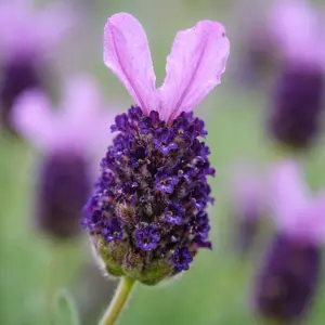 Lavendula stoechas 'Fathead' (Pot Size 1L) - French Lavender