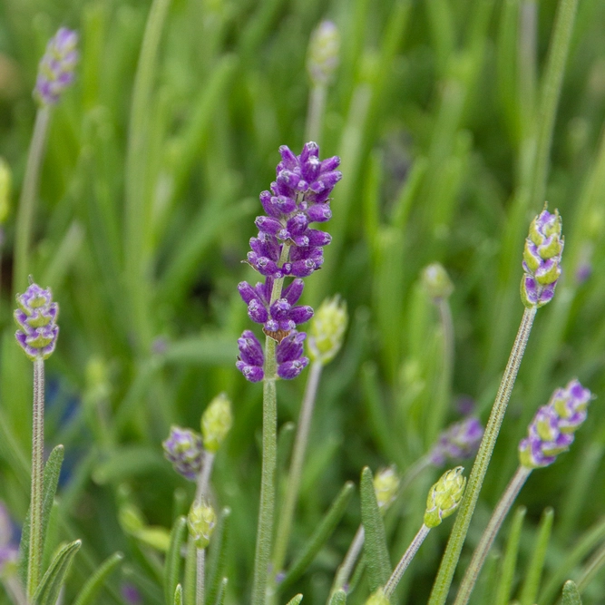 Lavender 'Angustifolia' (Pot Size 1L) - English Lavender - image 4