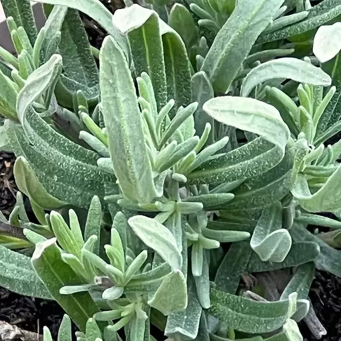 Lavender 'Hidcote' (Pot Size 12cm) English Lavender - image 2