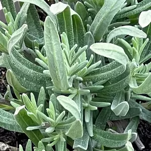Lavender 'Hidcote' (Pot Size 12cm) English Lavender - image 2