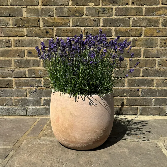 Lavender 'Hidcote' (Pot Size 12cm) English Lavender - image 5