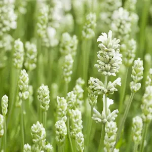 Lavender ‘Hidcote White’ (Pot Size 17cm) White Lavender - image 1