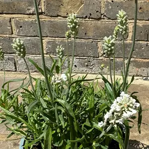Lavender ‘Hidcote White’ (Pot Size 17cm) White Lavender - image 3