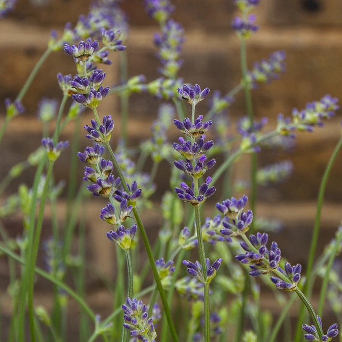 Lavender 'Munstead' (Pot Size 2L) English Lavender - image 3