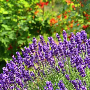 Lavender 'Regal Splendour' (Pot Size 2L) French Lavender Regal Splendour - image 1