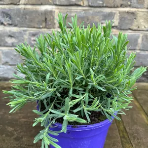 Lavender 'Regal Splendour' (Pot Size 2L) French Lavender Regal Splendour - image 5