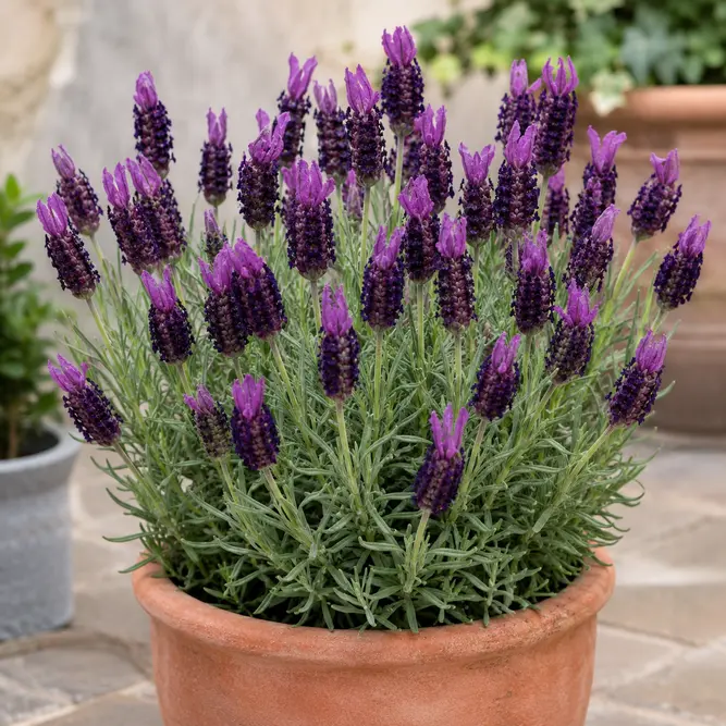 Lavender 'St Bella Toscane' (Pot Size 12cm)