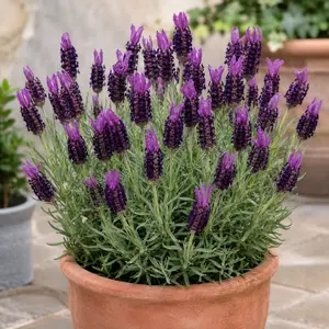 Lavender 'St Bella Toscane' (Pot Size 12cm)