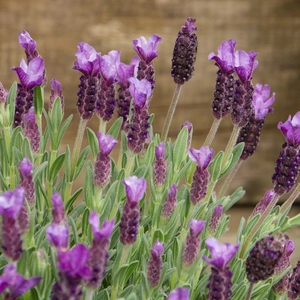 Lavender stoechas ‘Anouk’ (Pot Size 3L) French Lavender - image 3