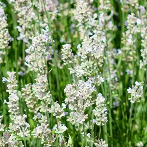 Lavender ‘White’ (Pot Size 13cm) Lavender White - image 1