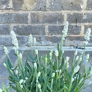 Lavender ‘White’ (Pot Size 13cm) Lavender White - image 2