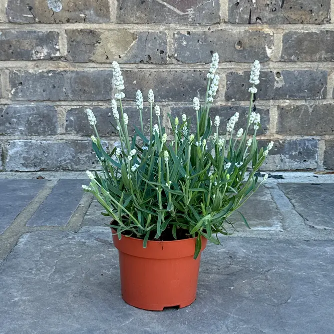 Lavender ‘White’ (Pot Size 13cm) Lavender White - image 3