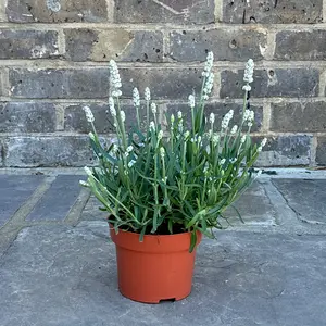 Lavender ‘White’ (Pot Size 13cm) Lavender White - image 3