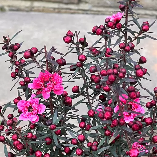 Leptospermum scoparium 'Crimson Glory' (Pot Size 2L) - New Zealand Tea Tree - image 2