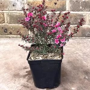 Leptospermum scoparium 'Crimson Glory' (Pot Size 2L) - New Zealand Tea Tree - image 3