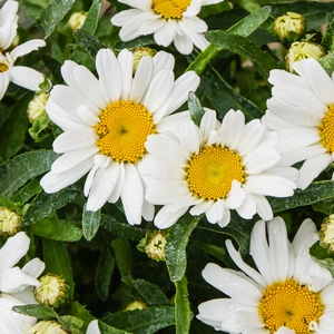 Western Star Shasta Daisy - Leucanthemum x superbum 'Western Star Leo'