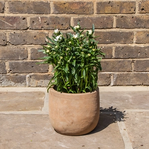 Western Star Shasta Daisy - Leucanthemum x superbum 'Western Star Leo'