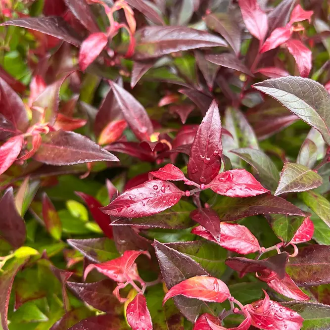 Leucothoe scarletta 'Zeblid' (Pot Size 7.5L) - image 2