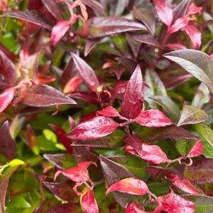 Leucothoe scarletta 'Zeblid' (Pot Size 7.5L) - image 2