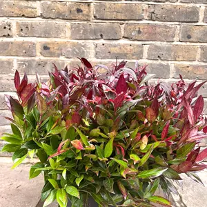 Leucothoe scarletta 'Zeblid' (Pot Size 7.5L) - image 3