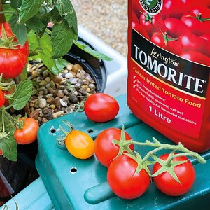 Levington Tomorite Concentrated Tomato Food 500ml - image 6