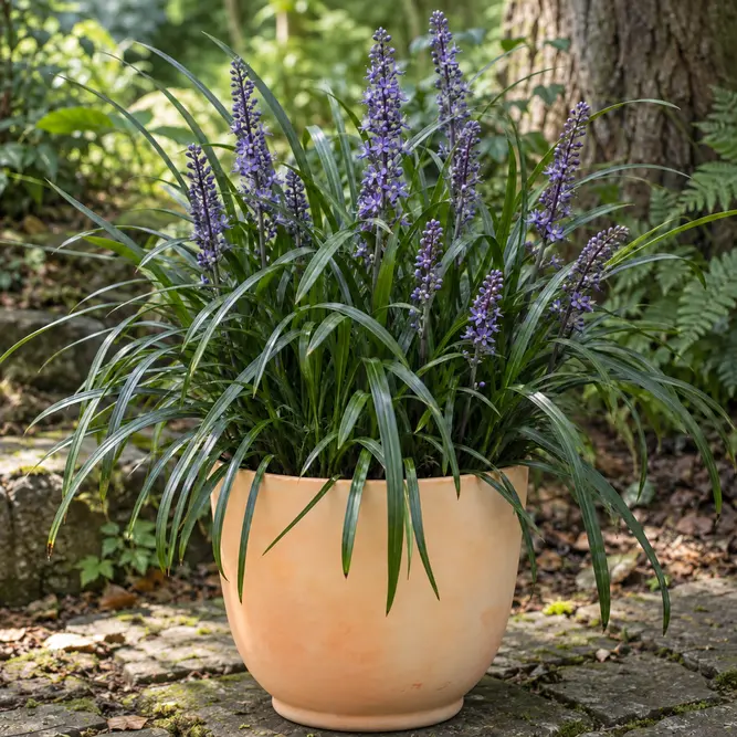 Liriope muscari 'Big Blue' (Pot Size 2L) Big Blue Lilyturf
