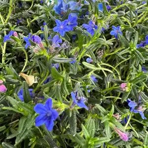 Lithodora diffusa 'Grace Ward' (Pot Size 13cm) Gromwell - image 2