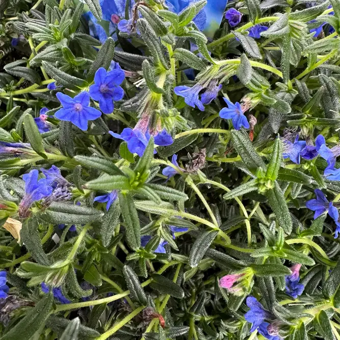 Lithodora diffusa 'Grace Ward' (Pot Size 13cm) Gromwell - image 3