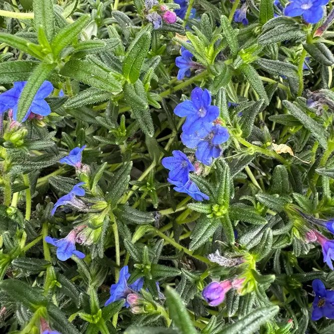 Lithodora diffusa 'Grace Ward' (Pot Size 13cm) Gromwell - image 4