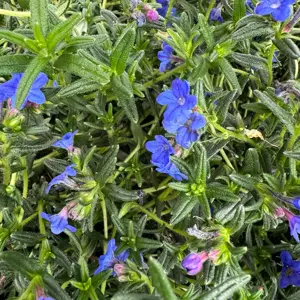 Lithodora diffusa 'Grace Ward' (Pot Size 13cm) Gromwell - image 4