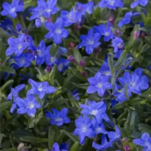 Lithodora diffusa 'Grace Ward' (Pot Size 13cm) Gromwell - image 1