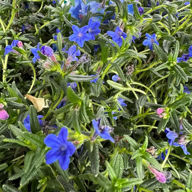 Lithodora 'Heavenly Blue' (Pot Size 14cm) Gromwell - image 2