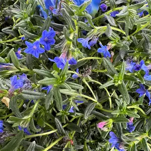 Lithodora 'Heavenly Blue' (Pot Size 14cm) Gromwell - image 3