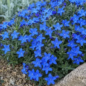 Lithodora 'Heavenly Blue' (Pot Size 14cm) Gromwell