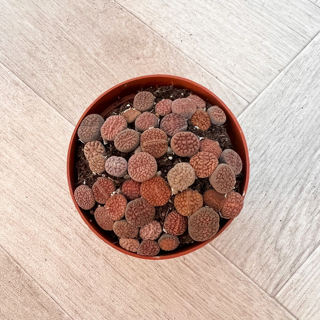 Lithops spp. (Pot Size 8cm) Living Stones The Boma Garden Centre