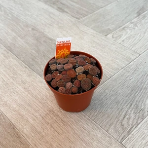 Lithops spp. (Pot Size 8cm) Living Stones - image 2