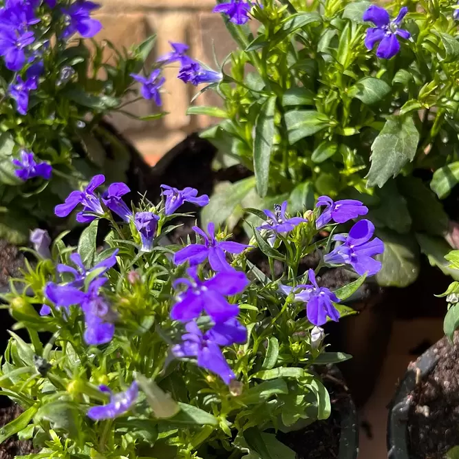 Lobelia Blue Handy 6 Pack (Pot Size 6cm) - image 1