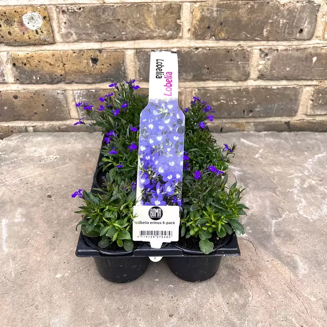 Lobelia Blue Handy 6 Pack (Pot Size 6cm) - image 2