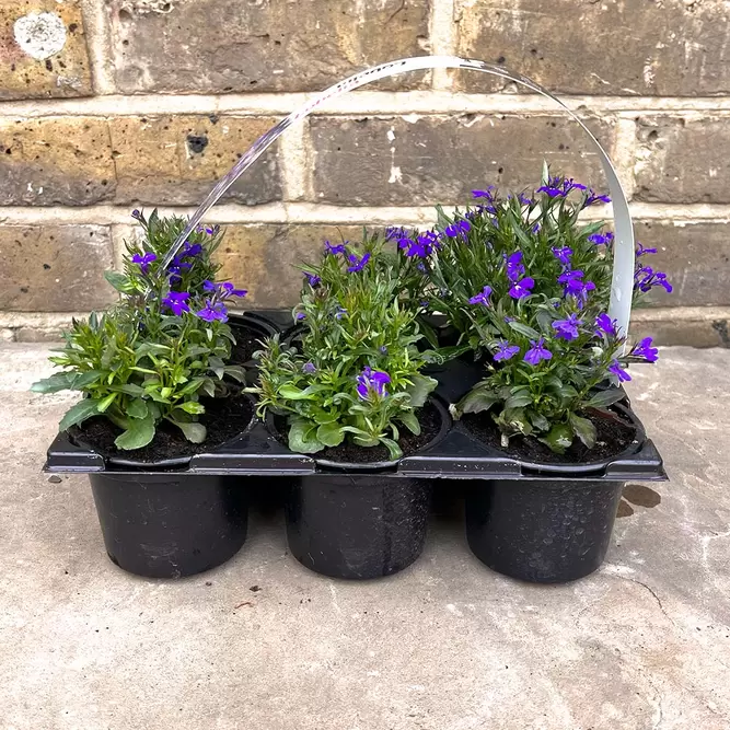 Lobelia Blue Handy 6 Pack (Pot Size 6cm) - image 3