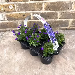 Lobelia Blue Handy 6 Pack (Pot Size 6cm) - image 4