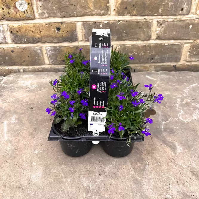 Lobelia Blue Handy 6 Pack (Pot Size 6cm) - image 5