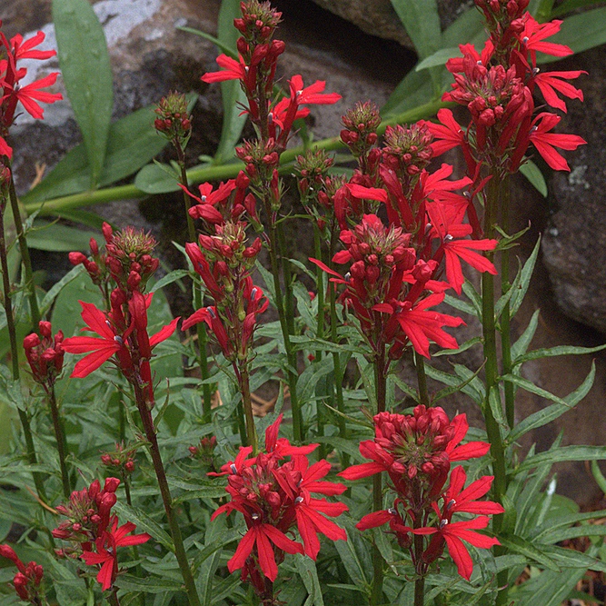 Lobelia Cardinalis available at Boma Garden Centre image by John Rusk